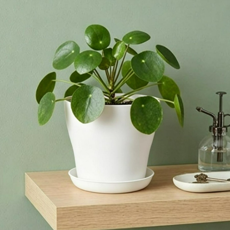 Plant Pot Set with Drainage Ho - огляд і ціна Indoor Herb Garden Kit